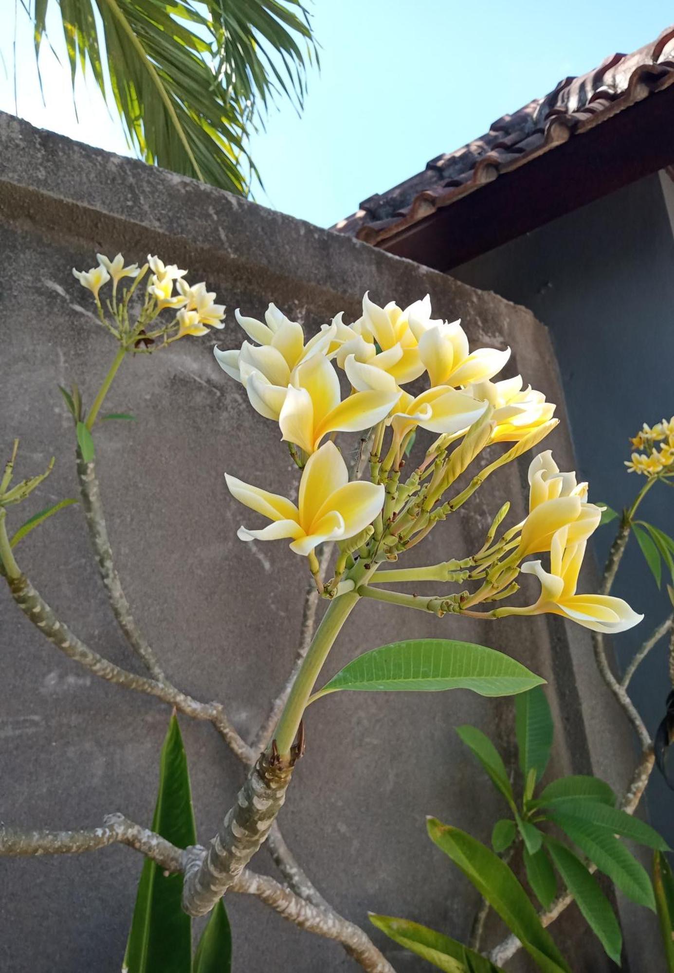 Parama Homestay Balangan Uluwatu  Exterior photo